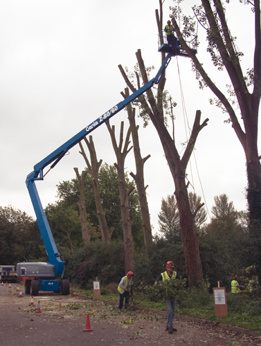 Z™- 8060 tree maintenance